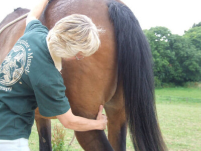 Fiona Webb performing Bowen therapy on a horse's leg