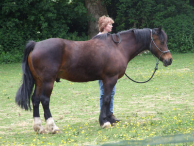 Dark brown horse with a lady standing beside it