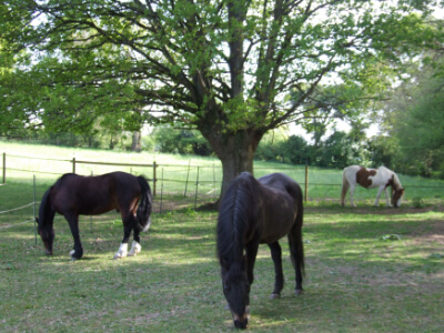 Three horses grazing in a field