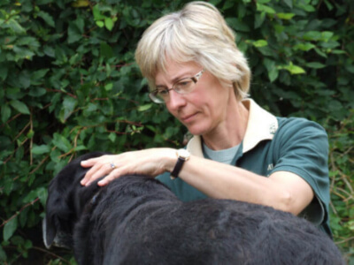 Fiona Webb performing Bowen therapy on a dog