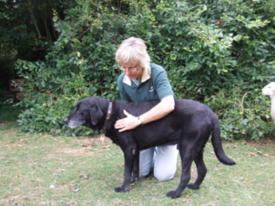 Fiona Webb performing Bowen therapy on a dog's neck