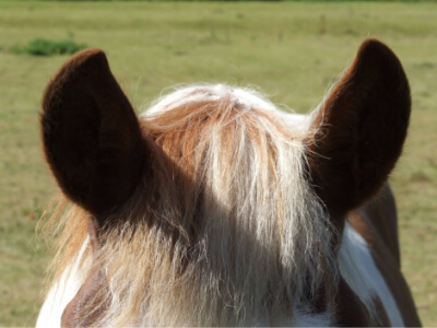 Close up of horse's ears